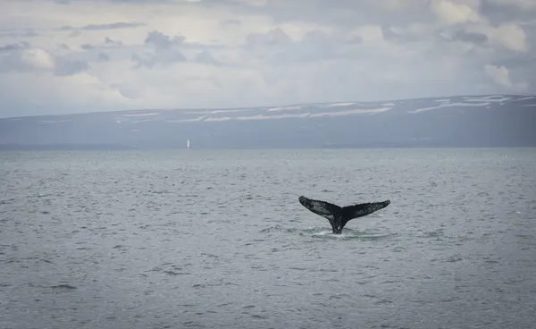 Rorqual à bosse Plongée avec un fjord sur le fond — Photo