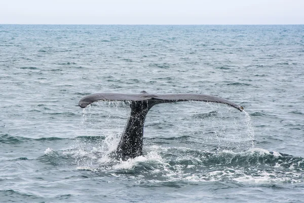 Хвост горбатого кита. Megaptera novaeangliae — стоковое фото