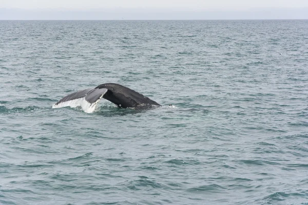 Baleine à bosse plongeant. Mégaptera novaeangliae — Photo