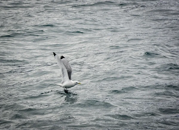 바다 갈매기: 검은 다리 kittiwake (마리사 tridactyla) — 스톡 사진