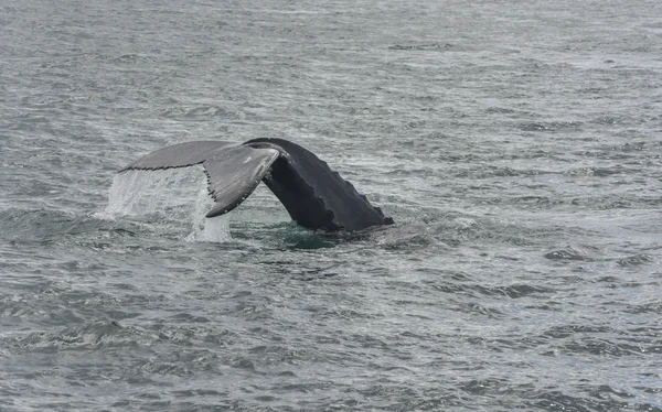 Baleine à bosse plongeant. Mégaptera novaeangliae — Photo