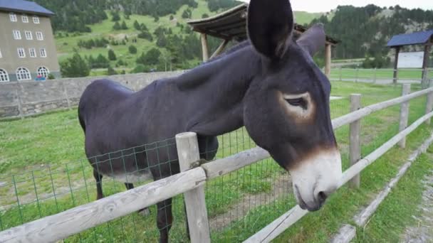 ロバやEquusアフリカヌスasinusフェンスを見下ろす — ストック動画