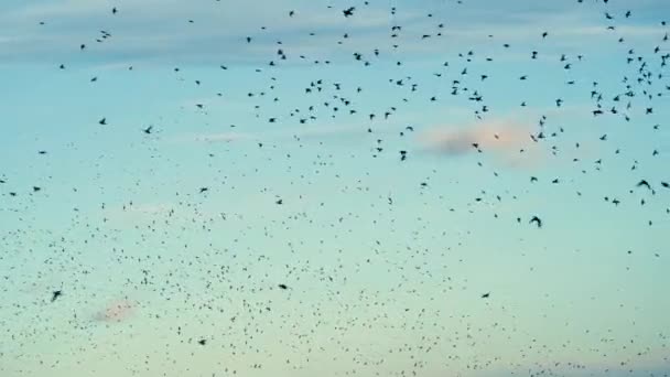 Stormo di uccelli, storni, che volano al rallentatore. — Video Stock