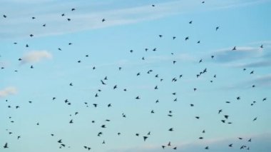 Kuşlar sürüsü silüeti