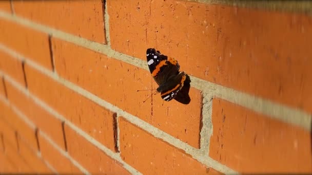 Красный адмирал бабочка на кирпичной стене — стоковое видео