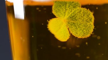 Bira bardağının içinde köpüklü bir yılan balığı. Aziz Patrick Günü konsepti