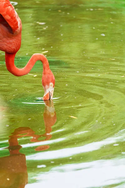 Pembe flamingo kuşunun içme suyu yakın plan. — Stok fotoğraf