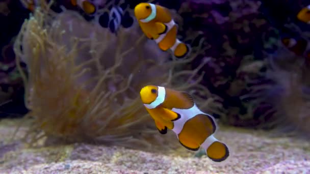 Ocellaris klaun nebo Amphiprion ocellaris plavání pod vodou — Stock video
