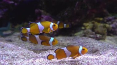 Ocellaris palyaço balığı ya da Amphiprion Osellaris su altında yüzüyor.