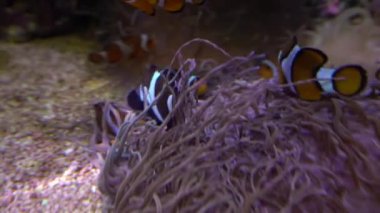 Ocellaris palyaço balığı ya da Amphiprion Osellaris su altında yüzüyor.