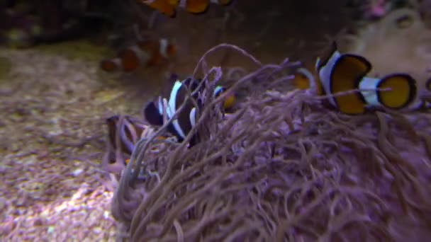 Ocellaris clownfish или Amphiprion ocellaris, плавающий под водой — стоковое видео