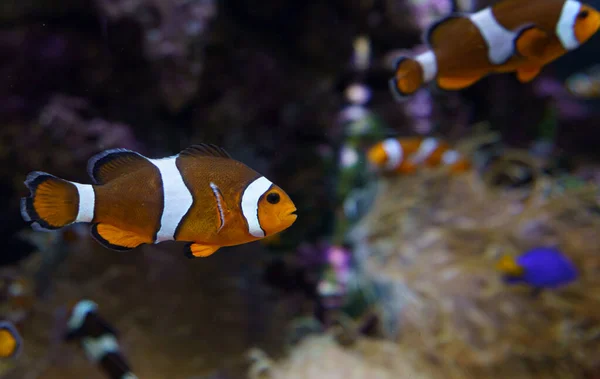 Ocellaris clownfish o Amphiprion ocellaris che nuotano sott'acqua — Foto Stock