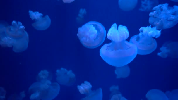 Kleurrijke kwallen onder water. Kwallen die in het water terechtkomen — Stockvideo