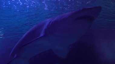 Kum Kaplan Köpekbalığı veya Carcharias Taurus, özel bir akvaryumda yüzen tehlikeli balıklar..
