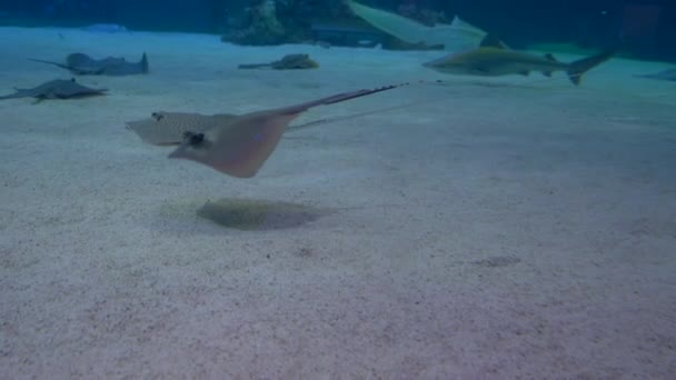 Grupo de tiburones y rayas nadando pacíficamente en el agua y el fondo del mar — Vídeo de stock