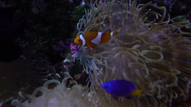 Ocellaris palyaço balığı ya da Amphiprion Osellaris su altında yüzüyor.