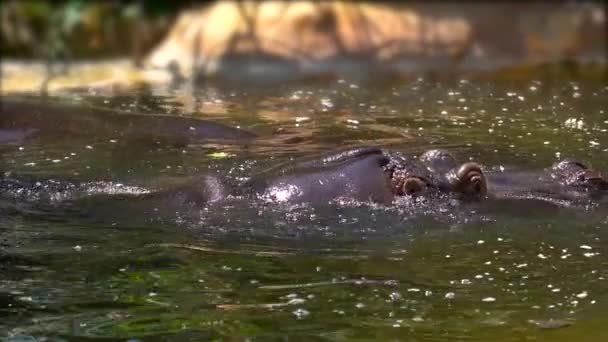 Hippopotame bougeant ses oreilles et plongeant au ralenti — Video