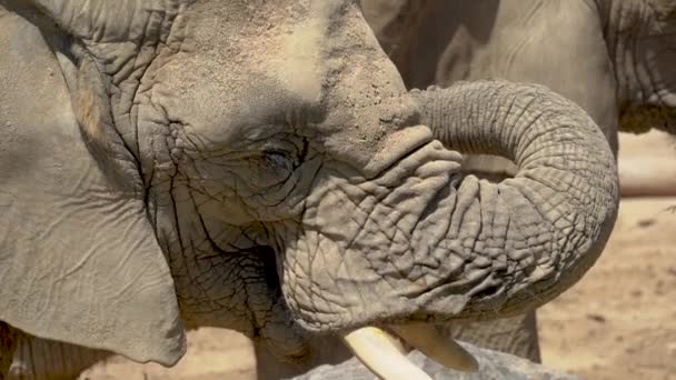 Από κοντά άγρια αφρικανικός ελέφαντας — Stockvideo