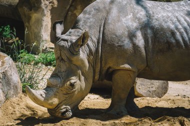 Üzücü bir ifadeyle beyaz gergedan.