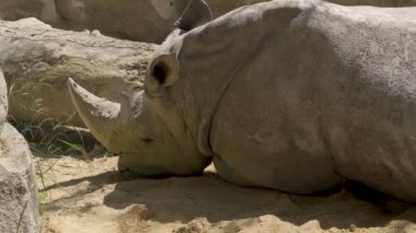 Beyaz gergedanlar üzgün bir ifadeyle yerde yatıyorlar..