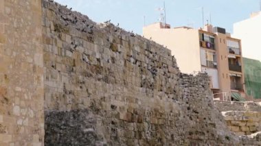 İspanya 'nın Tarragona kentinin Roma Sirki duvarına tüneyen güvercinler, Costa Dorada, Katalonya, İspanya' daki Akdeniz kıyısında. Tarraco Arkeolojik Topluluğu UNESCO Dünyası ilan edildi.