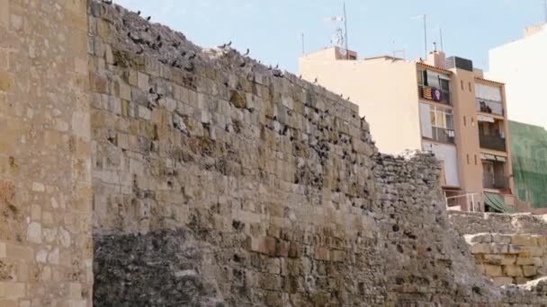 Pigeons Perching Roman Circus Wall Tarragona Spain Next Mediterranean Sea — Stockvideo