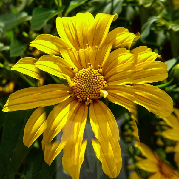 Wild sunflower. — Stock Photo, Image