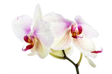 Beyaz bir arka plan üzerinde beyaz phaleonopsys