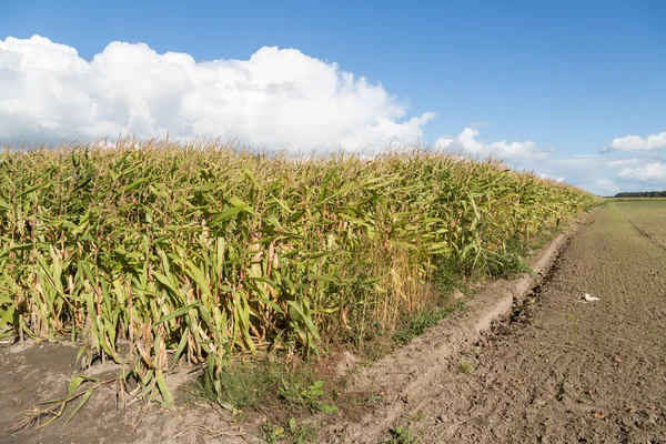 Corn field in the Netherlands — Stock Photo, Image