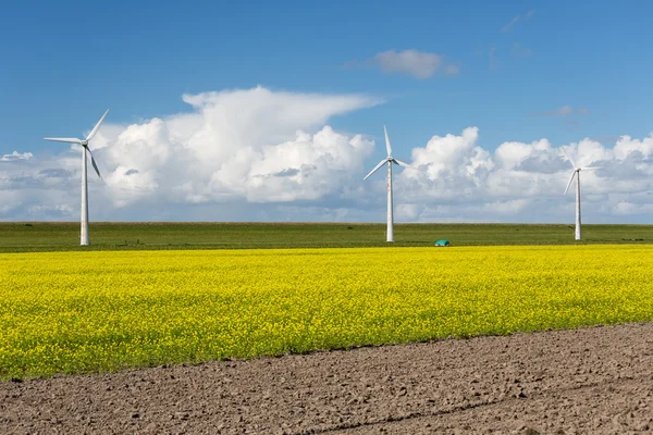 Turbinas eólicas holandesas atrás de um campo de colza amarelo — Fotografia de Stock