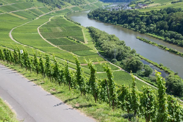 Vineyards along the river Moselle in Germany — Stock Photo, Image