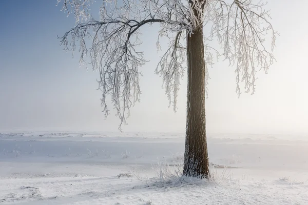 Winter tree covered with hoarfrost and the bright morning sun is — Stock Photo, Image