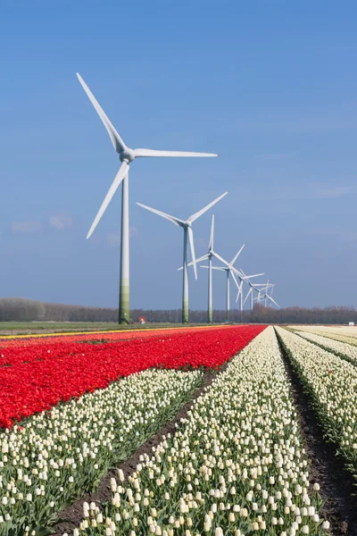 Grandes campos de tulipanes coloridos holandeses con turbinas eólicas —  Fotos de Stock