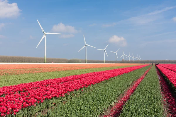 Dutch landscape with tulips and wind turbines — Stock Photo, Image