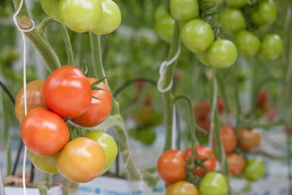 Gran racimo con tomates verdes y rojos creciendo en el invernadero — Foto de Stock