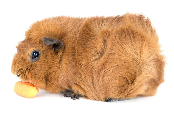 Guinea pig eating a carrot; isolated on white — Stock Photo, Image