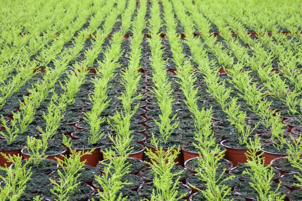 Nederlandse tuinbouw met cupressus in een kas — Stockfoto