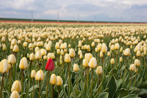 Tulipán rojo solitario en campo de tulipán amarillo — Foto de Stock
