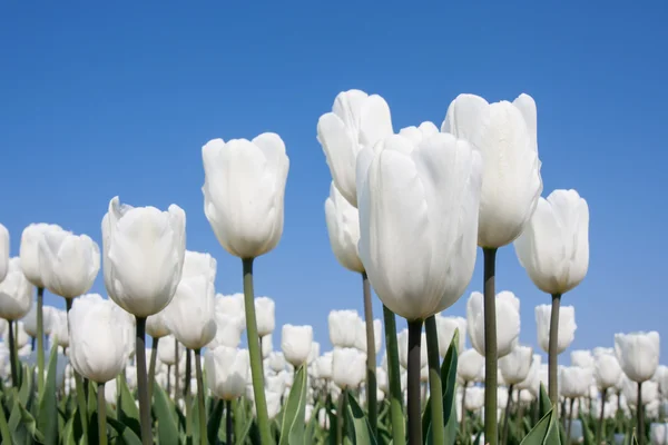 Grote gebied van witte tulpen en een blauwe hemel — Stockfoto