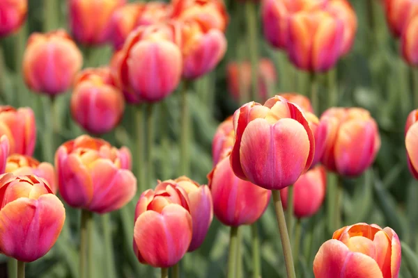 Červené krásné tulipány pole v jarním čase — Stock fotografie