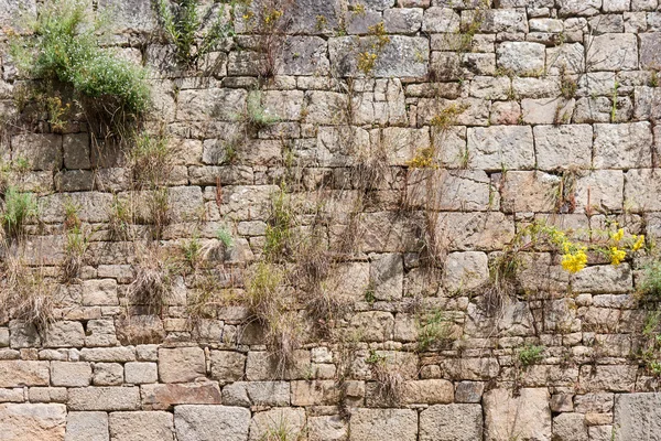 Vecchio muro di mattoni con edera — Foto Stock