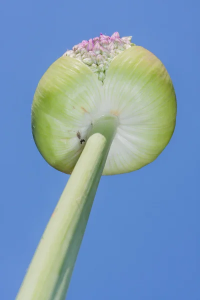 Giant union just before blossom is coming out — Stock Photo, Image