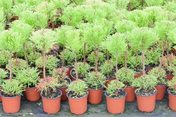 Nederlandse tuinbouw met cipressen in een kas — Stockfoto