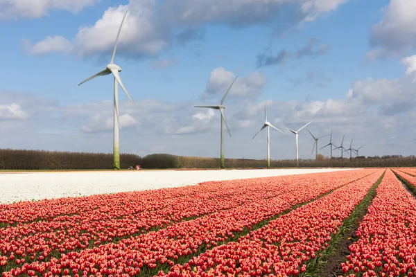 Grandi campi tulipani colorati olandesi con turbine eoliche — Foto Stock