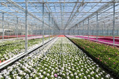 renkli Sardunya bitkiler ile sera