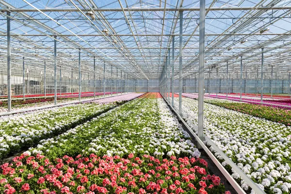 Broeikasgassen met kleurrijke geranium planten — Stockfoto