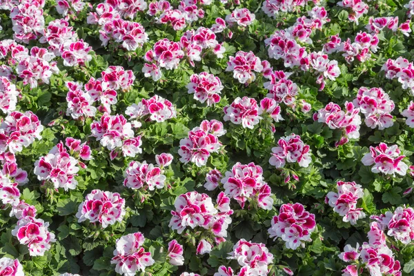 Geranios rosados en un invernadero holandés —  Fotos de Stock