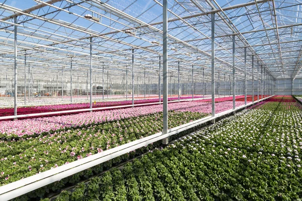 Invernadero con coloridas plantas de geranio —  Fotos de Stock