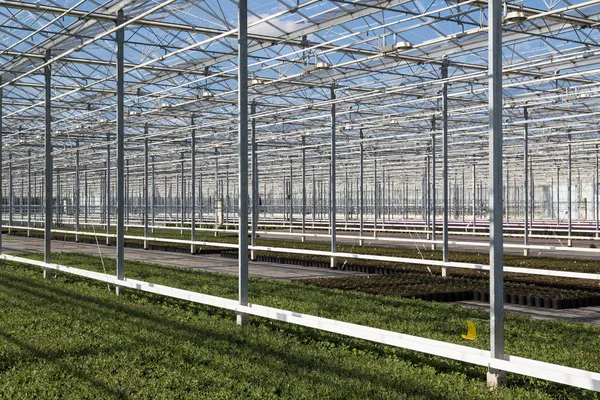 Covering of a big glass greenhouse in the Netherlands — Stock Photo, Image