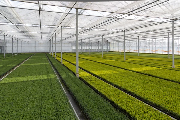 Cultivation of cupressus in a Dutch greenhouse — Stock Photo, Image